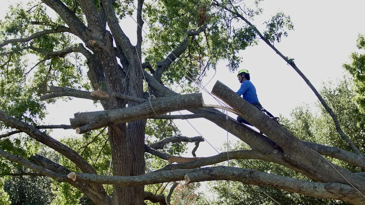 Professional Crown Thinning performed by certified arborists in Rio Grande