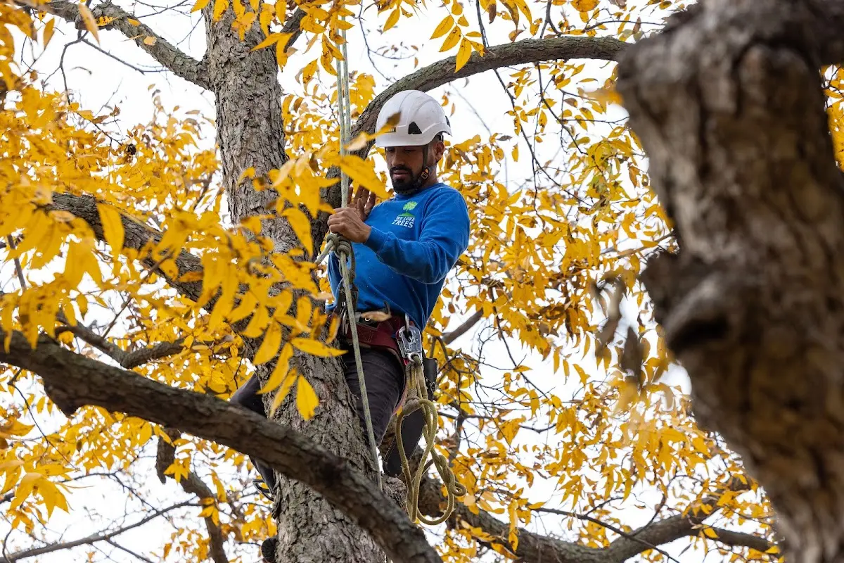 Skilled Tree Planing crew working in Rio Grande